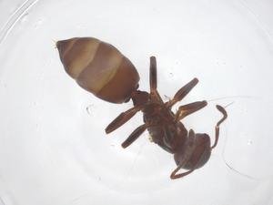  (Crematogaster aberrans - CBG-B05617-E01)  @11 [ ] CreativeCommons - Attribution Share - Alike (2025) Centre for Biodiversity Genomics Centre for Biodiversity Genomics