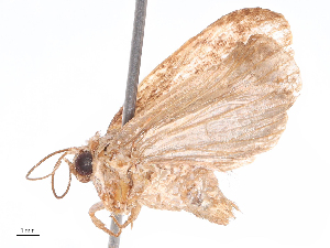  ( - CBG-B07945-C09)  @11 [ ] CreativeCommons - Attribution Share - Alike (2025) CBG Photography Group Centre for Biodiversity Genomics