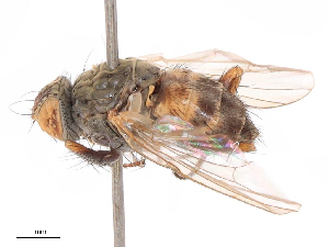  ( - CBG-B07963-D10)  @11 [ ] CreativeCommons - Attribution Share - Alike (2025) CBG Photography Group Centre for Biodiversity Genomics