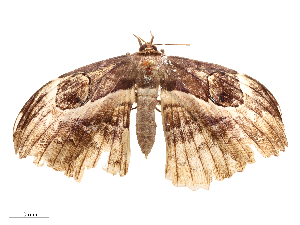  ( - CBG-B07963-F02)  @11 [ ] CreativeCommons - Attribution Share - Alike (2025) CBG Photography Group Centre for Biodiversity Genomics