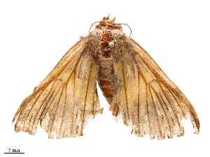  ( - CBG-B08016-B11)  @11 [ ] CreativeCommons - Attribution Share - Alike (2025) CBG Photography Group Centre for Biodiversity Genomics