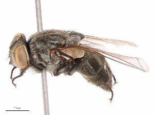  ( - CBG-B08016-H05)  @11 [ ] CreativeCommons - Attribution Share - Alike (2025) CBG Photography Group Centre for Biodiversity Genomics