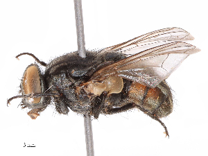  ( - CBG-B08017-C04)  @11 [ ] CreativeCommons - Attribution Share - Alike (2025) CBG Photography Group Centre for Biodiversity Genomics