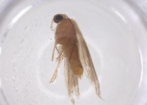  ( - CBG-B16084-G06)  @11 [ ] CreativeCommons - Attribution Share - Alike (2025) Centre for Biodiversity Genomics Centre for Biodiversity Genomics