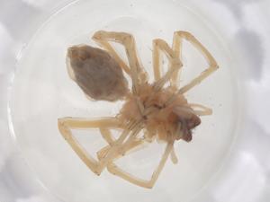  ( - CBG-B16085-A01)  @11 [ ] CreativeCommons - Attribution Share - Alike (2025) Centre for Biodiversity Genomics Centre for Biodiversity Genomics