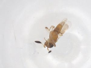  (Prochiloneurus - CBG-B16085-D04)  @11 [ ] CreativeCommons - Attribution Share - Alike (2025) Centre for Biodiversity Genomics Centre for Biodiversity Genomics