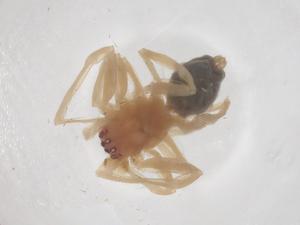  ( - CBG-B16085-F08)  @11 [ ] CreativeCommons - Attribution Share - Alike (2025) Centre for Biodiversity Genomics Centre for Biodiversity Genomics