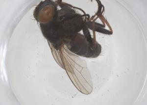  ( - CBG-B16170-A07)  @11 [ ] CreativeCommons - Attribution Share - Alike (2025) Centre for Biodiversity Genomics Centre for Biodiversity Genomics