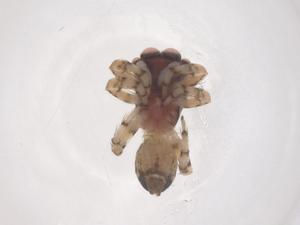  ( - CBG-B17760-A03)  @11 [ ] CreativeCommons - Attribution Share - Alike (2025) Centre for Biodiversity Genomics Centre for Biodiversity Genomics