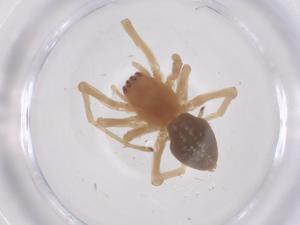  ( - CBG-B17806-C10)  @11 [ ] CreativeCommons - Attribution Share - Alike (2025) Centre for Biodiversity Genomics Centre for Biodiversity Genomics