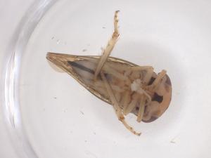  ( - CBG-B17808-B07)  @11 [ ] CreativeCommons - Attribution Share - Alike (2025) Centre for Biodiversity Genomics Centre for Biodiversity Genomics