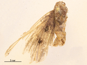  ( - CBG-B19319-F02)  @11 [ ] CreativeCommons - Attribution Share - Alike (2025) CBG Photography Group Centre for Biodiversity Genomics