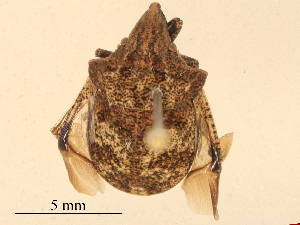  ( - CBG-B19319-G09)  @11 [ ] CreativeCommons - Attribution Share - Alike (2025) CBG Photography Group Centre for Biodiversity Genomics