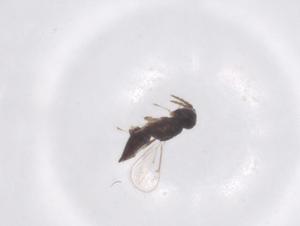  ( - CBG-B19385-G09)  @11 [ ] CreativeCommons - Attribution Share - Alike (2025) Centre for Biodiversity Genomics Centre for Biodiversity Genomics