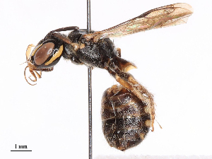  (Ceratina compacta - CBG-B19439-B05)  @11 [ ] CreativeCommons - Attribution Share - Alike (2025) CBG Photography Group Centre for Biodiversity Genomics