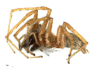  ( - CBG-B19442-H10)  @11 [ ] CreativeCommons - Attribution Share - Alike (2025) CBG Photography Group Centre for Biodiversity Genomics