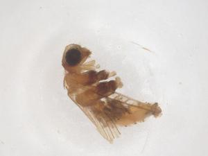  ( - CBG-B19466-A11)  @11 [ ] CreativeCommons - Attribution Share - Alike (2025) Centre for Biodiversity Genomics Centre for Biodiversity Genomics