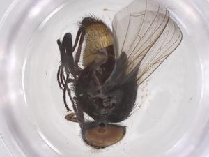  ( - CBG-B19467-C11)  @11 [ ] CreativeCommons - Attribution Share - Alike (2025) Centre for Biodiversity Genomics Centre for Biodiversity Genomics