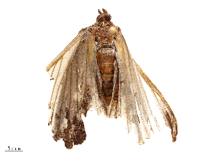  ( - CBG-B19513-A04)  @11 [ ] CreativeCommons - Attribution Share - Alike (2025) CBG Photography Group Centre for Biodiversity Genomics