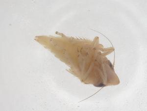  ( - CBG-B19531-B12)  @11 [ ] CreativeCommons - Attribution Share - Alike (2025) Centre for Biodiversity Genomics Centre for Biodiversity Genomics