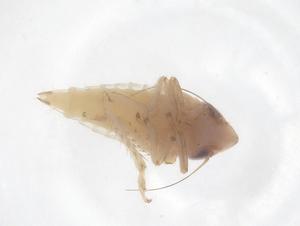  ( - CBG-B19531-H05)  @11 [ ] CreativeCommons - Attribution Share - Alike (2025) Centre for Biodiversity Genomics Centre for Biodiversity Genomics