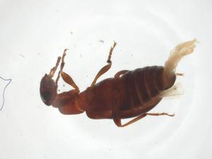  ( - CBG-A21388-H09)  @11 [ ] CreativeCommons - Attribution Share - Alike (2023) Centre for Biodiversity Genomics Centre for Biodiversity Genomics