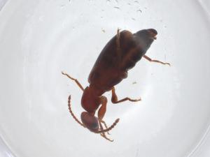  ( - CBG-A21390-A03)  @11 [ ] CreativeCommons - Attribution Share - Alike (2023) Centre for Biodiversity Genomics Centre for Biodiversity Genomics