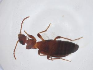  ( - CBG-A21390-F08)  @11 [ ] CreativeCommons - Attribution Share - Alike (2023) Centre for Biodiversity Genomics Centre for Biodiversity Genomics