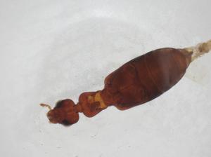  ( - CBG-A21392-A01)  @11 [ ] CreativeCommons - Attribution Share - Alike (2023) Centre for Biodiversity Genomics Centre for Biodiversity Genomics