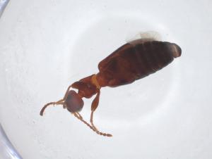  ( - CBG-A21393-F10)  @11 [ ] CreativeCommons - Attribution Share - Alike (2023) Centre for Biodiversity Genomics Centre for Biodiversity Genomics