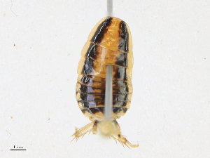  ( - CBG-A21700-D09)  @11 [ ] CreativeCommons - Attribution Share - Alike (2023) CBG Photography Group Centre for Biodiversity Genomics