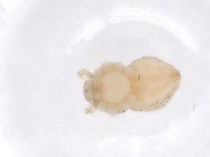  ( - CBG-A39706-E12)  @11 [ ] CreativeCommons - Attribution Share - Alike (2024) Centre for Biodiversity Genomics Centre for Biodiversity Genomics