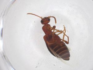  ( - CBG-A40785-G02)  @11 [ ] CreativeCommons - Attribution Share - Alike (2024) Centre for Biodiversity Genomics Centre for Biodiversity Genomics