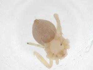  ( - CBG-A40786-B12)  @11 [ ] CreativeCommons - Attribution Share - Alike (2024) Centre for Biodiversity Genomics Centre for Biodiversity Genomics