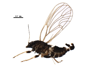  ( - BIOUG36679-G11)  @11 [ ] CreativeCommons - Attribution (2018) CBG Photography Group Centre for Biodiversity Genomics