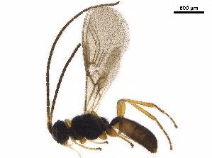  ( - BIOUG36938-G10)  @12 [ ] CreativeCommons - Attribution (2019) CBG Photography Group Centre for Biodiversity Genomics