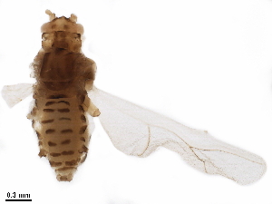  ( - BIOUG41170-A06)  @11 [ ] CreativeCommons - Attribution (2019) CBG Photography Group Centre for Biodiversity Genomics