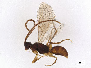  ( - BIOUG42030-B06)  @11 [ ] CreativeCommons - Attribution Share - Alike (2024) CBG Photography Group Centre for Biodiversity Genomics