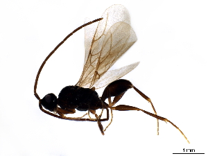  ( - BIOUG42032-C07)  @11 [ ] CreativeCommons - Attribution (2020) CBG Photography Group Centre for Biodiversity Genomics