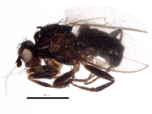  ( - BIOUG14950-D06)  @11 [ ] CreativeCommons - Attribution (2017) CBG Photography Group Centre for Biodiversity Genomics