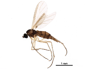  ( - BIOUG14951-A06)  @11 [ ] CreativeCommons - Attribution (2016) CBG Photography Group Centre for Biodiversity Genomics