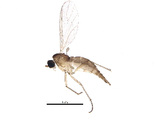  (Corynoptera flavosignata - BIOUG14951-E11)  @13 [ ] CreativeCommons - Attribution (2014) CBG Photography Group Centre for Biodiversity Genomics
