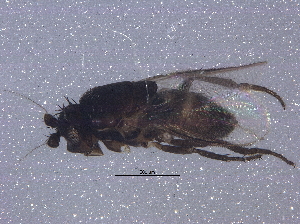  (Trachyopella leucoptera - BIOUG14951-H04)  @12 [ ] CreativeCommons - Attribution (2014) CBG Photography Group Centre for Biodiversity Genomics