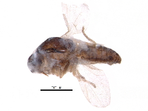  (Forcipomyia aristolochiae - BIOUG14952-A09)  @13 [ ] CreativeCommons - Attribution (2017) CBG Photography Group Centre for Biodiversity Genomics