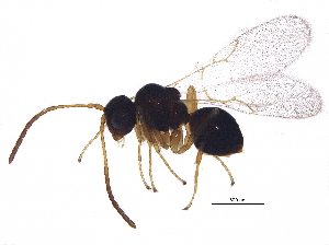  (Alloxysta halterata - BIOUG14960-F11)  @15 [ ] CreativeCommons - Attribution (2014) CBG Photography Group Centre for Biodiversity Genomics