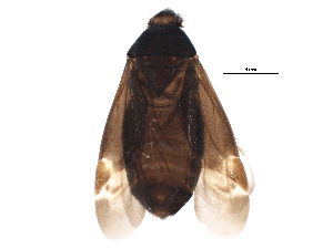  (Psallus ambiguus - BIOUG15077-B10)  @14 [ ] CreativeCommons - Attribution (2015) CBG Photography Group Centre for Biodiversity Genomics