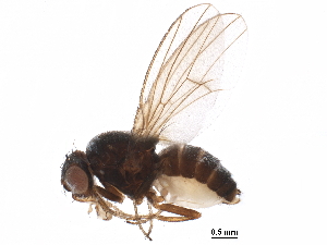  (Drosophila ambigua - BIOUG15116-D11)  @11 [ ] CreativeCommons - Attribution (2017) CBG Photography Group Centre for Biodiversity Genomics