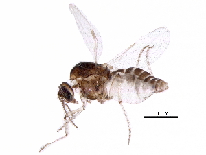  ( - BIOUG15144-A11)  @11 [ ] CreativeCommons - Attribution (2017) CBG Photography Group Centre for Biodiversity Genomics