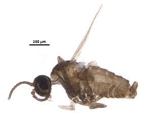  ( - BIOUG15314-F06)  @11 [ ] CreativeCommons - Attribution (2017) CBG Photography Group Centre for Biodiversity Genomics