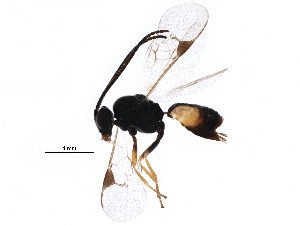  (Cotesia tetrica - BIOUG15354-H09)  @13 [ ] CreativeCommons - Attribution (2015) CBG Photography Group Centre for Biodiversity Genomics